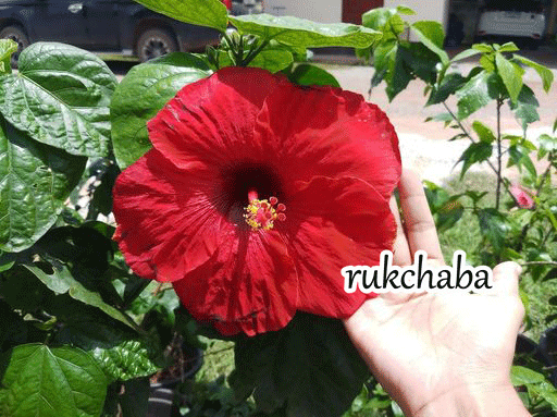 ชบาแดงฮาวายดอกใหญ่