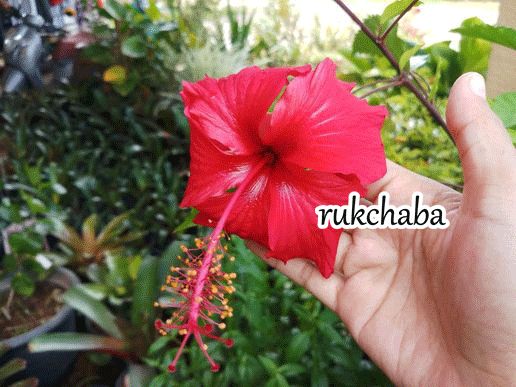 ชบาแดงโบราณดอกเล็ก